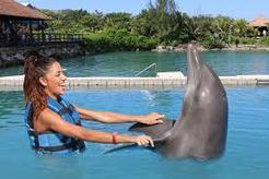 "Explore Ocho Rios' diverse experiences with this tour, including Dolphin Cove, Dunn;s River Falls and shopping for Jamaican crafts and souvenirs"
