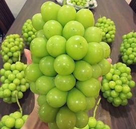 Cửa hàng hoa quả nhập khẩu Ngọc Châu