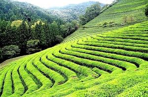 2 Nights 3 Days Darjeeling Tour Plan Packages Short Trip Itinerary