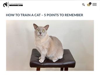 How to Train a Cat - 5 Point to Remember