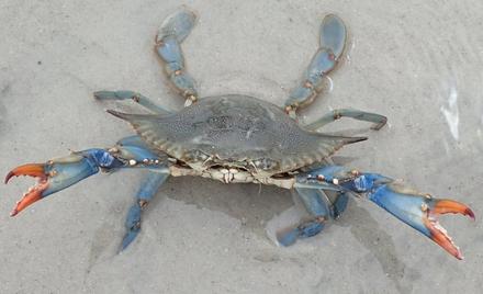 Live blue crab on the beach
