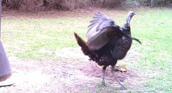 Eastern Turkey Hunting