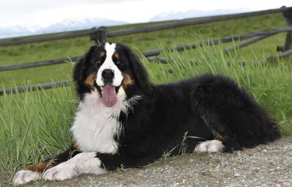 Remi Bernese Mountain Dog