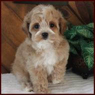 red maltipoo puppy