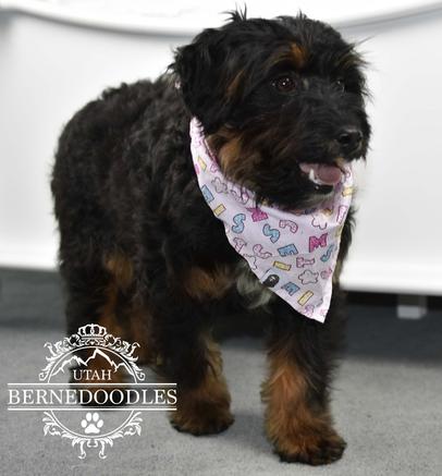 Mini-Bernedoodle-Adult