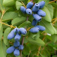 Summerland honey berries ("haskap")