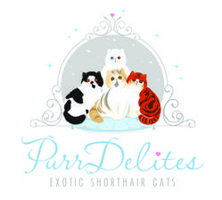 exotic shorthair cat breeder texas USA about the cattery-purrdelites