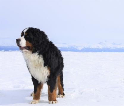 Bernese Mountain Dog - Utah Bernedoodles