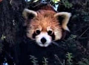 Redpanda In West Sikkim Tour