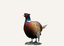 Hunting Pheasant Maryland