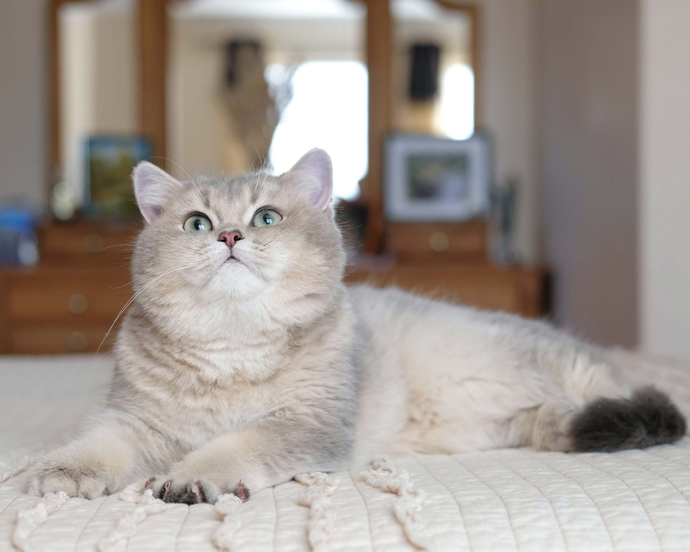 unoa 【Victorian cats Blue green】 Breeders-Detail Page - www.breedlist.com