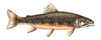 Brook Trout Black Bear Camp