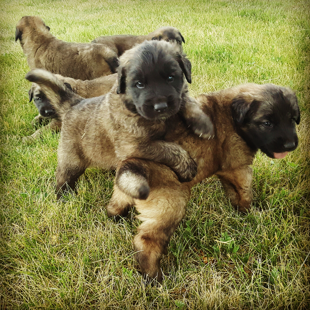 Oak Ridge Leonbergers - Leonberger Dog Breed, Leonbergers in Utah, Akc ...