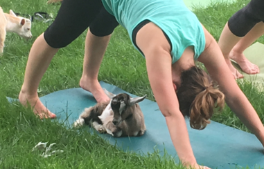 girl with goat during goat yoga