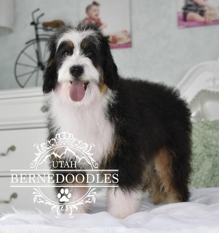 Adult-Mini-Bernedoodle