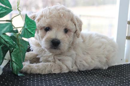 Rolling Meadows Puppies Maltipoochon HYPOALLERGENIC PUPPY