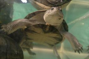 African Sideneck Turtle