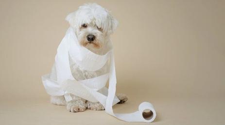 PET CLEANUP SERVICE