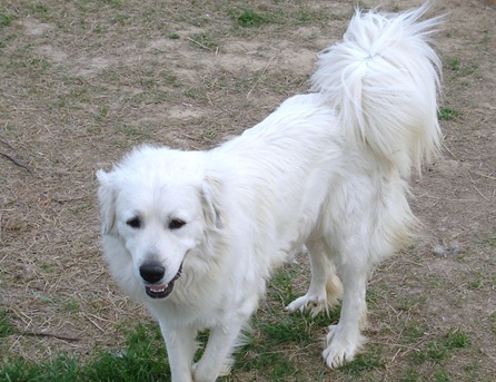Great Pyrenees puppies ~ Wells' Providence AKC Registered Livestock Guardian Dogs and puppies