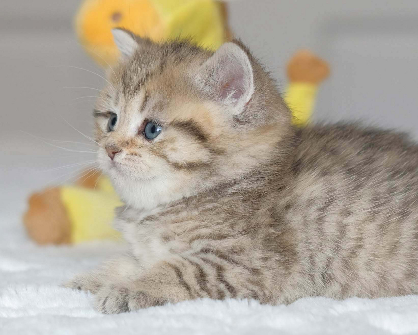 British Shorthair Longhair Cats Kittens