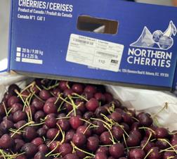 Bán Cherry Canada Tại Hà Nội