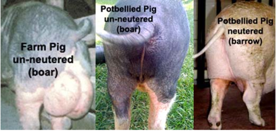Male or Female Potbellied Pig Pets