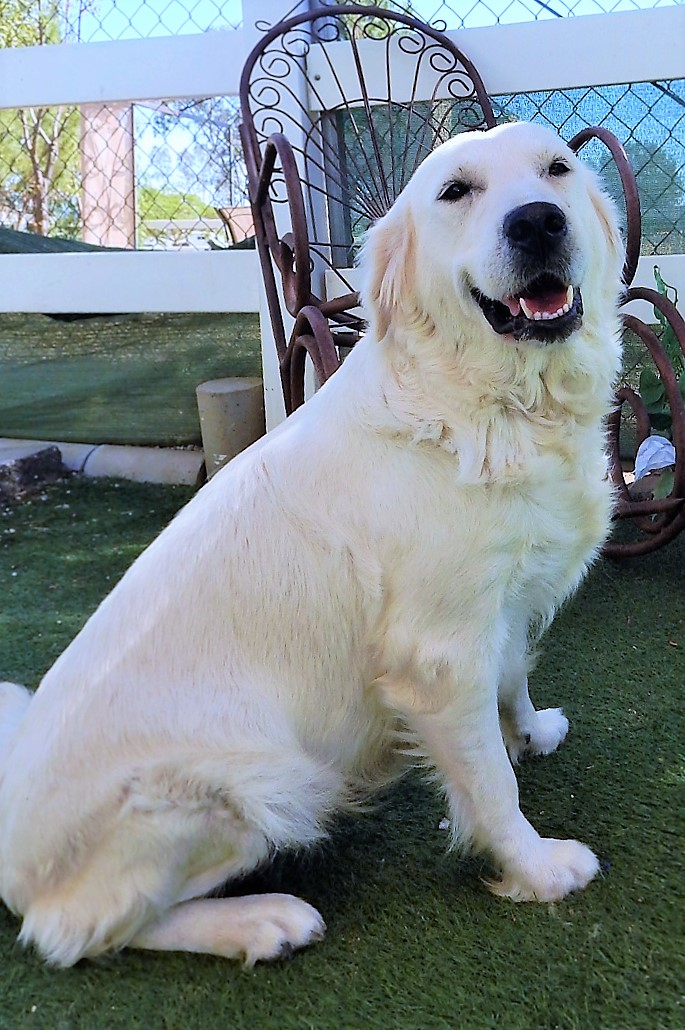 English cream store golden retriever female