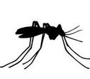 Flying Mosquito