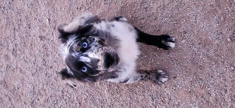 Blue merle Australian shepherd
