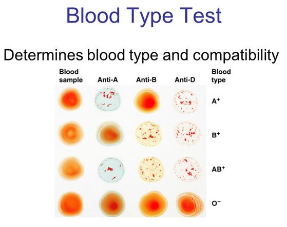 Blood