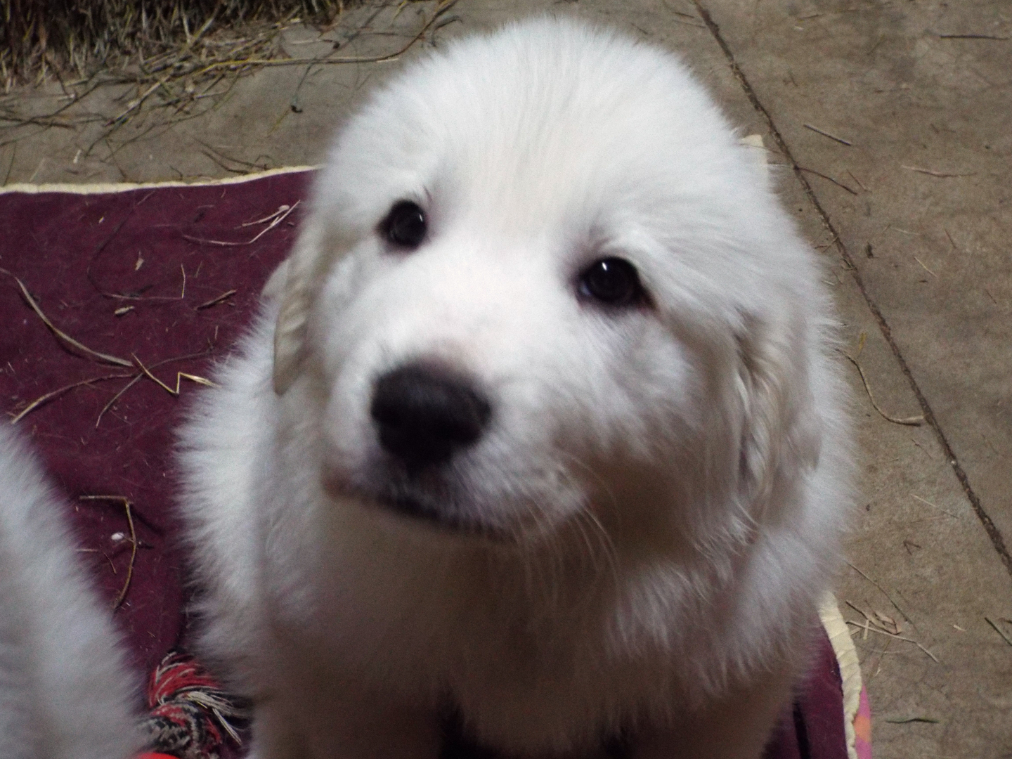 Akc great pyrenees sales puppies for sale