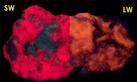 fluorescent Tugtupite, Aegirine Acmite,Tasseq Slopes (Taseq Slopes), Tasseq area, Ilimaussaq complex, Narsaq, Kujalleq, Kitaa Province, West Greenland, Greenland, Denmark