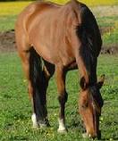 Athens Veterinary Services located in Athens, Michigan specializing in excellent care for companion animals.
