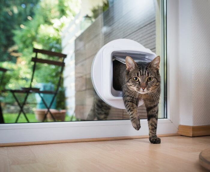 Glasgow Handyman Services Cat Flap Installation Service