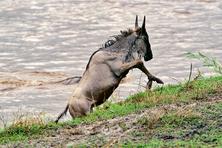 wildebeest and zebra pictures from Tanzania