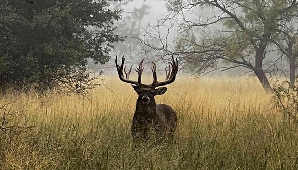 Deer Hunting in Texas