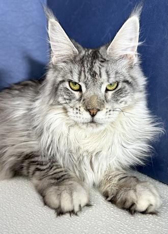 Maine Coon Kittens