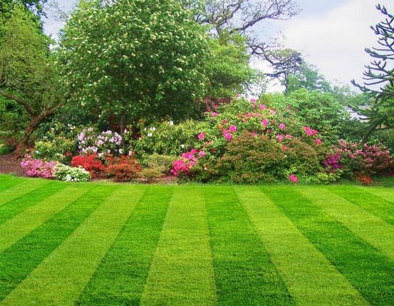 Best Lawn Maintenance Services Las Vegas NV Las Vegas NV| Service-Vegas