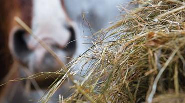 Quality hay products, horse round rolls, square bales, Timothy, Alfalfa