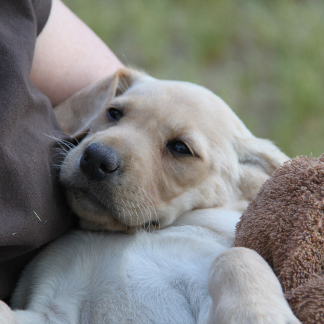 National field champion labrador best sale retriever puppies