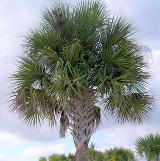 Cabbage palm in the Palm Walk Garden