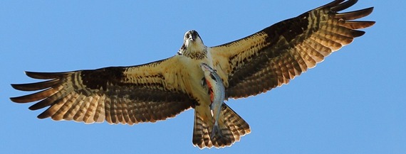 Buckeye Lake Historical Society - Birding