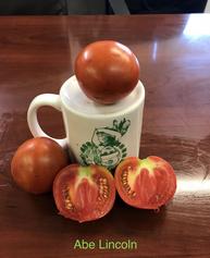 Aussie Tomato Large Beefsteak Type Australian Heirloom Tomato Variety - 10  Seeds