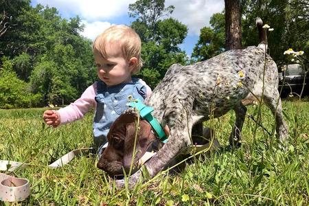 German Shorthaired Pointer Puppies For Sale German Wirehaired