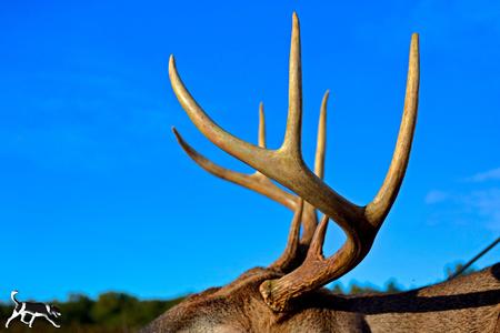 Whitetail Photography