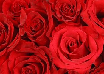 Red Roses