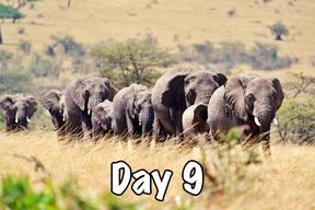 taasa africa tanzania safari wild animals