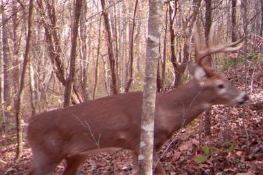 monster buck