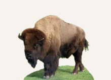 Bison Hunting Alaska