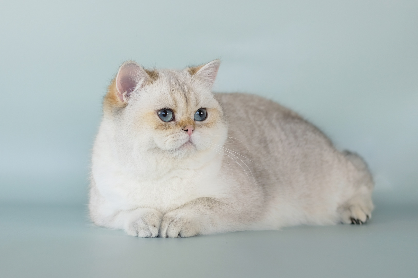 British shorthair cheap golden point